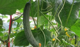 青瓜视频,揭秘短视频新潮流，带你领略创意无限的世界