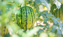 海宁吃瓜爆料公司地址,地址曝光，带你一探究竟